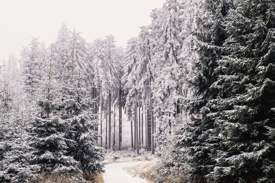 Spruce trees covered with snow, Blansky les, Bohemia,Czechia.