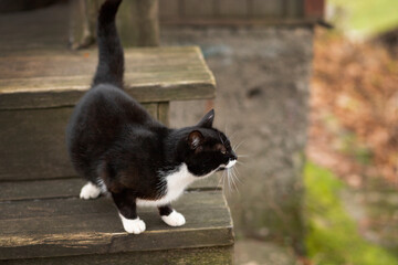 Black and white street cat on wooden rustic steps