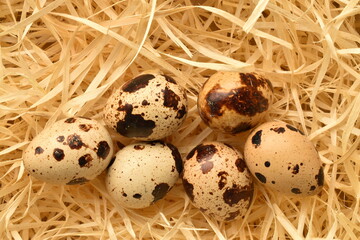 Quail eggs, close-up, on wood shavings.