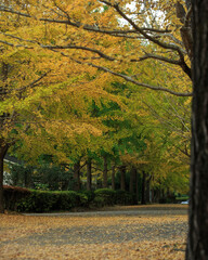 葉山　銀杏並木　いちょう　紅葉