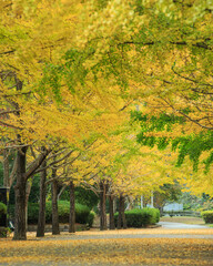 葉山　銀杏並木　いちょう　紅葉