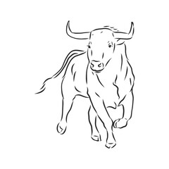 black and white linear paint draw bull vector illustration. bull vector sketch illustration