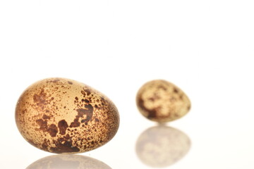 Fototapeta premium Several fresh quail eggs, close-up, isolated on white.