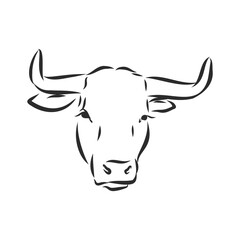 black and white linear paint draw bull vector illustration. bull vector sketch illustration