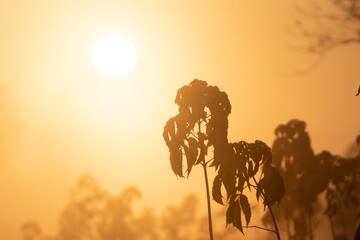 Fototapeta premium misty sunrise