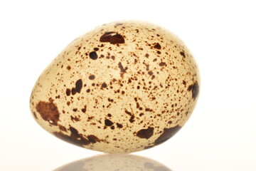 Several fresh quail eggs, close-up, isolated on white.