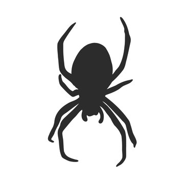 Hand Drawn Spider Illustration - Vector Design Element For Halloween And Other Compositions. spider vector sketch illustration