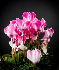 Cyclamen flowers with raindrops. Black background.
