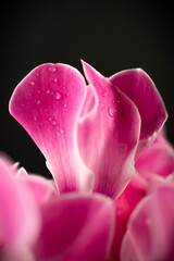 Cyclamen flowers with raindrops. Black background.