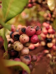 red berries on a branch