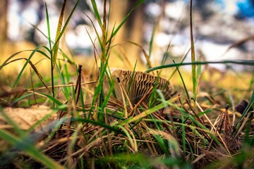 mushroom in the grass