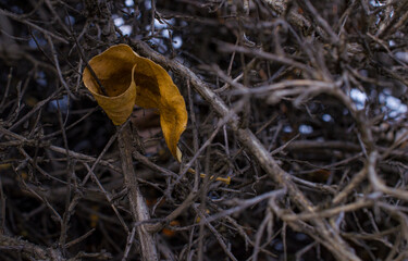 on an autumn evening, a yellow mustard dry leaf of a tree fell and caught on a prickly dry black bush