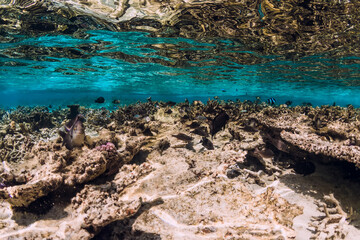 Underwater view with corals and fish in ocean