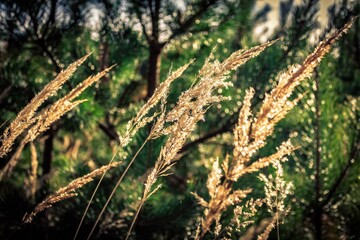 grass in the wind