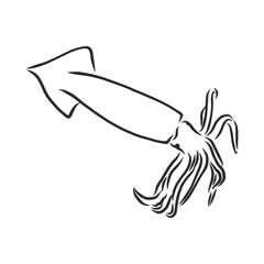 Squid. Vector isolated illustration. Ink. Hand drawn, squid vector sketch illustration