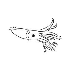 Squid. Vector isolated illustration. Ink. Hand drawn, squid vector sketch illustration