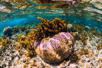 Underwater scene with seaweed and coral in ocean © artifirsov