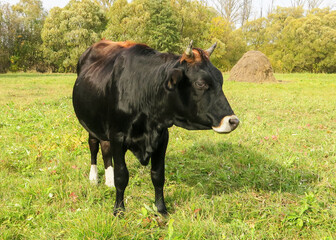 Black breeding bull on a green meadow. A shot of a spotted bull with a white head. Close-up of a cow in its natural habitat.