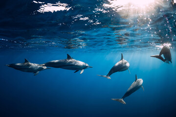 Family of dolphins in ocean ocean. Dolphins in underwater
