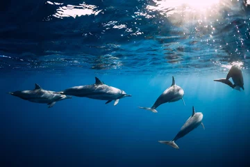 Tuinposter Family of dolphins in ocean ocean. Dolphins in underwater © artifirsov