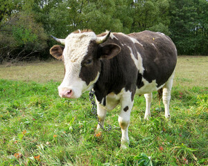 Fototapeta na wymiar breeding bull on a green meadow. A shot of a spotted bull with a white head. Close-up of a cow in its natural habitat.