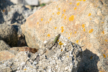 Small lizard on a stone. Camouflaged wild animal