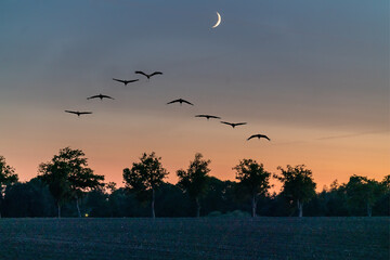 Kraniche im Mondschein