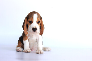 Beagle puppy age 2 month sit on white background. Picture have copy space for text.