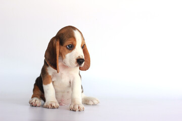 Adorable beagle dog sitting on white background with copy space for text and advertisement.