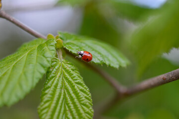 Ladybug on a green leaf close up macro, red beetle with two black spots on a common hornbeam tree branch.