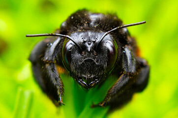 macro de abejorro
