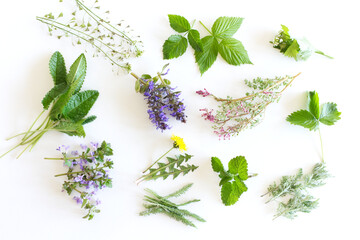 Various kinds of fresh garden herbs, Fumaria officinalis, dandelion, Glechoma, Lemon balm, raspberry and blackberry leaf isolated on white background.