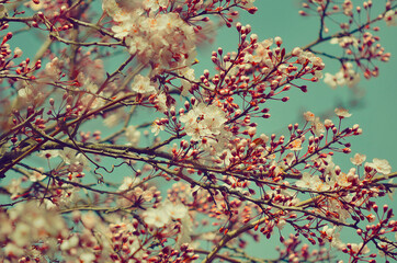 ciruelo de invierno con fondo turquesa