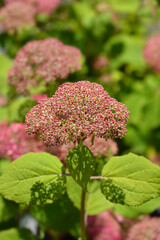 Smooth hydrangea Pink Annabelle