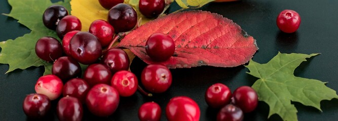 Autumn bright composition made of cranberry berries, colorful leaves, rosehip fruit on textured black background. Autumn, fall concept. Copy space. Banner.