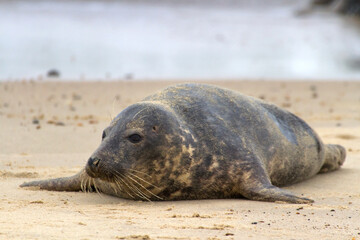 Grey Seal (Halichoerus grypus), also known as Gray, Atlantic and Horsehead Seal, ashore to breed and raise their new born pups in the autumn, seen here at Horsey in Norfolk, England.