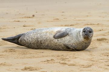 Grey Seal (Halichoerus grypus), also known as Gray, Atlantic and Horsehead Seal, ashore to breed and raise their new born pups in the autumn, seen here at Horsey in Norfolk, England.