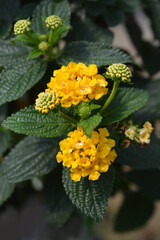 Shrub verbena Green Gold