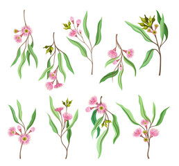 Fototapeta na wymiar Eucalyptus Flowering Tree Branch with Narrow Leaves and Pink Bud with Fluffy Stamens Vector Set