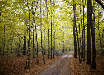 red road from leaves in yellow autumn forest