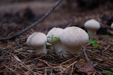 Lycoperdon perlatum in the forest