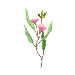 Fototapeta premium Eucalyptus Flower Twig with Woody Fruits or Cone-shaped Capsules Vector Illustration