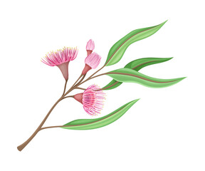 Branch with Pink Bud of Eucalyptus Flower with Fluffy Stamens Vector Illustration