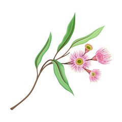 Branch with Pink Bud of Eucalyptus Flower with Fluffy Stamens Vector Illustration