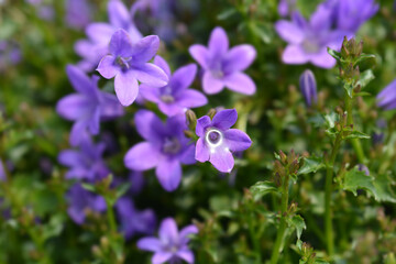Obraz premium Dalmatian bellflower