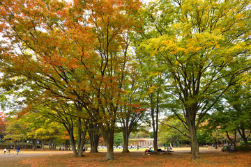 晩秋に色づく茅ヶ崎中央公園の木々
