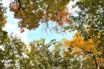 秋で色づく木々