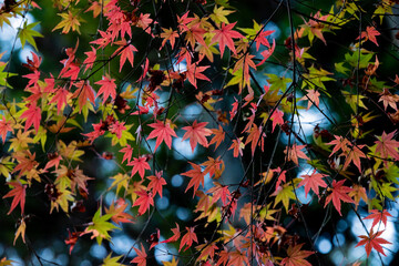 赤色に染まるモミジ