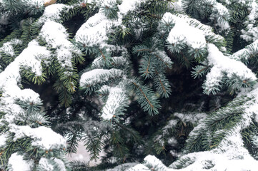 Fresh green needles. Bright spruce branches and a snow