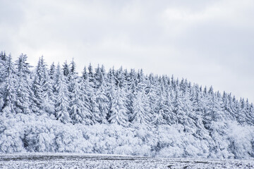 beautiful winter landscape  snow covered pine forest